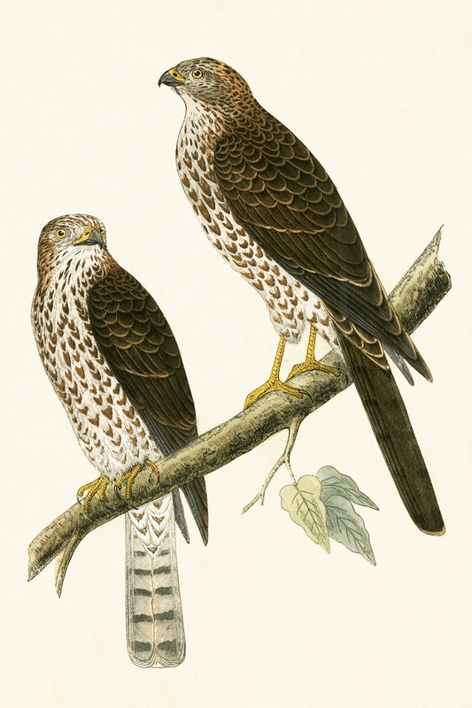 Levant Sparrow Hawk, illustration from 