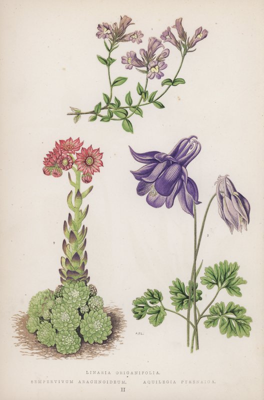 Linaria Origanifolia; Sempervivum Arachnoideum; Aquilegia Pyrenaica by English School
