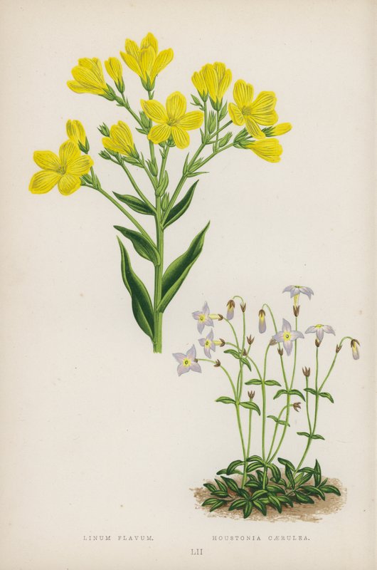 Linum Flavum; Houstonia Caerulea by English School