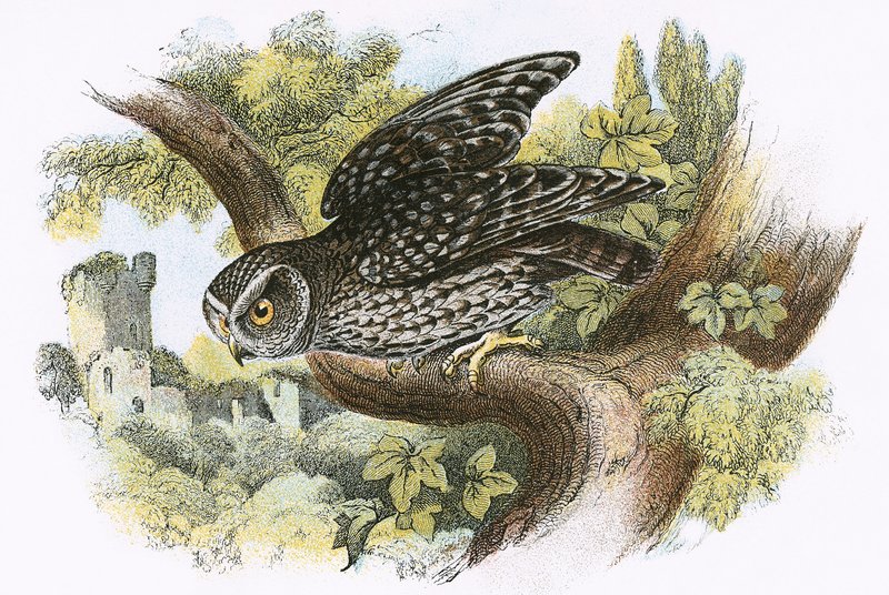 Little Owl by English School
