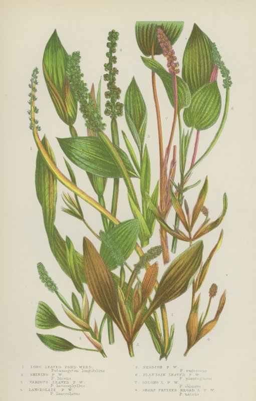 Long Leaved Pond Weed, Shining Pond Weed, Various Leaved Pond Weed, Lanceolate Pond Weed by English School