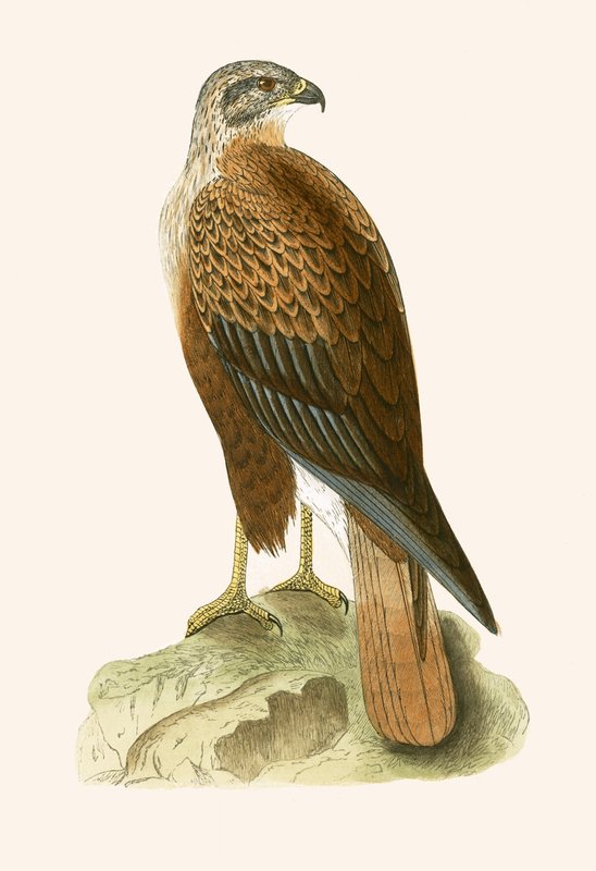 Long Legged Buzzard, illustration from 