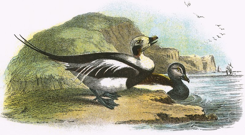 Long-Tailed Duck by English School