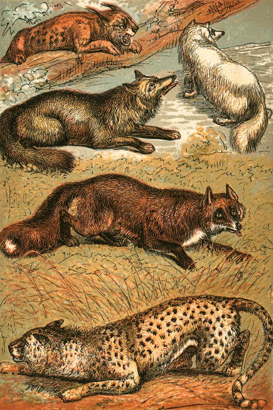 Lynx, Cross Fox, Arctic Fox, Common Fox and Cheetah by English School