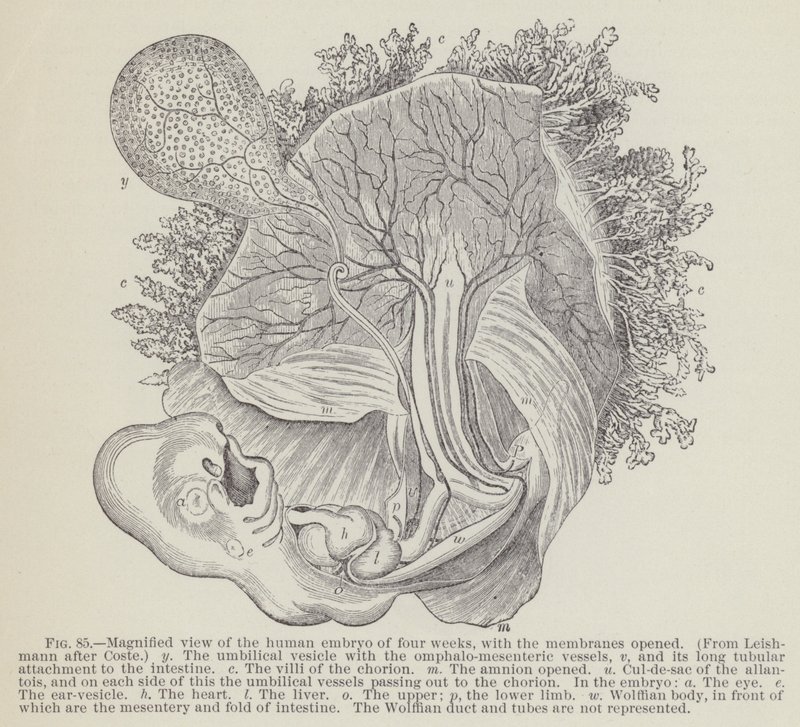 Magnified view of the human embryo of four weeks, with the membranes opened by English School