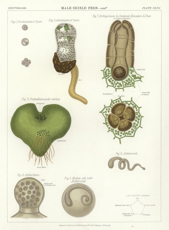 Male Shield Fern by English School