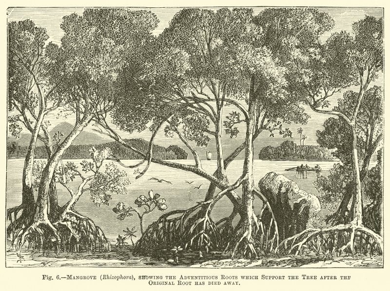 Mangrove (Rhizophora), showing the Adventitious Roots which Support the Tree after the Original Root has died away by English School