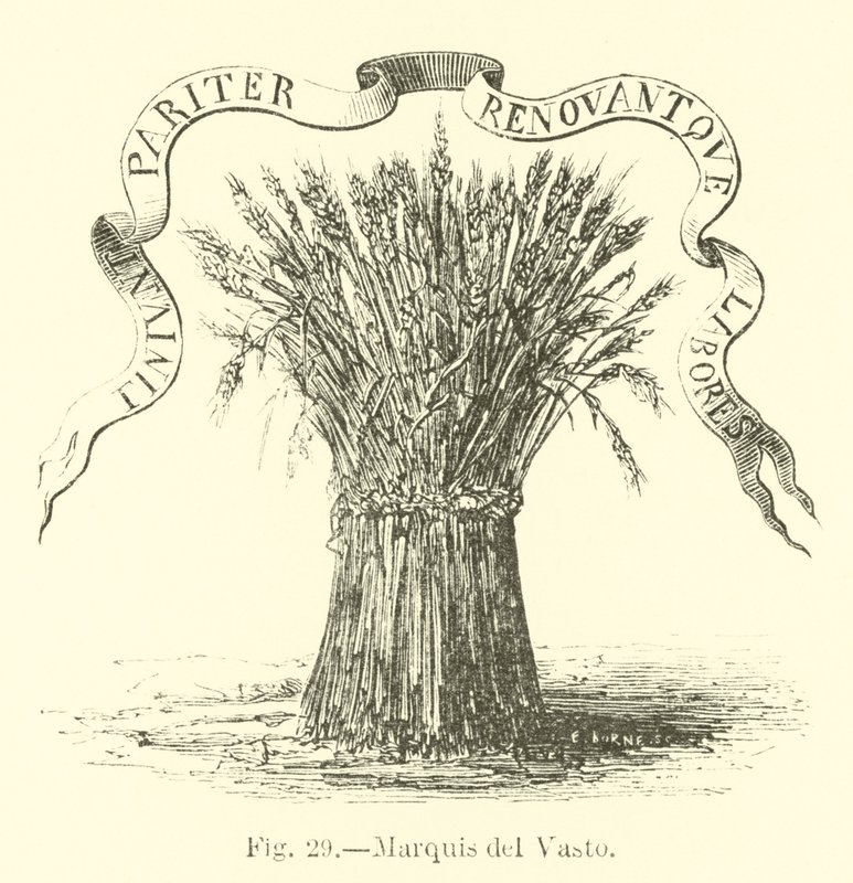 Marquis del Vasto by English School