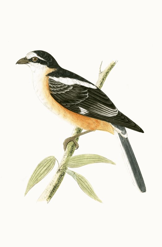 Masked Shrike, Illustration from 