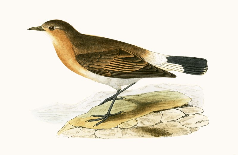 Menetries Wheatear, illustration from 