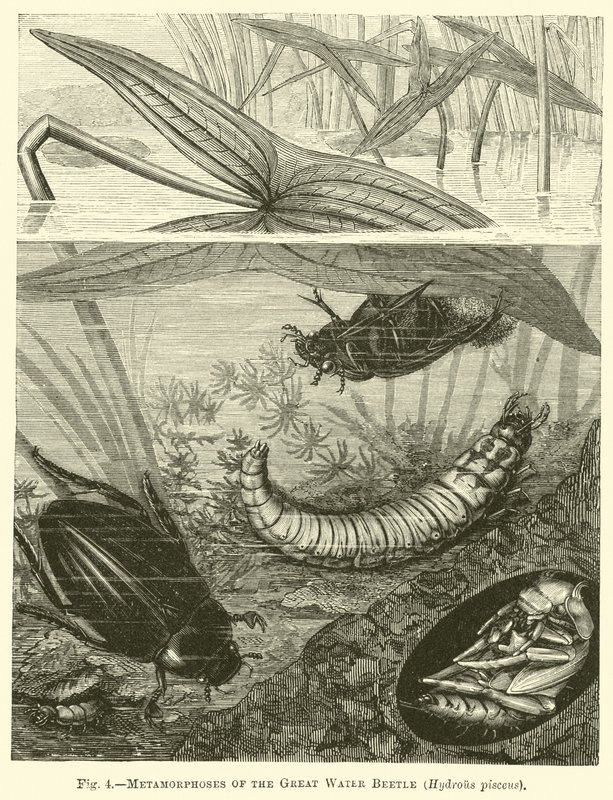 Metamorphoses of the Great Water Beetle, Hydrous pisceus by English School