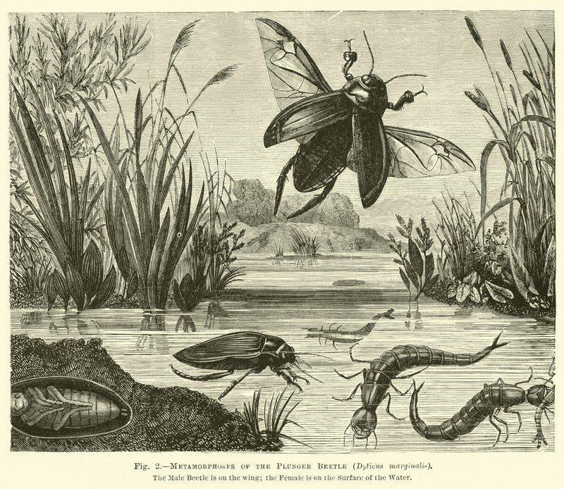 Metamorphoses of the Plunger Beetle, Dyticus marginalis by English School