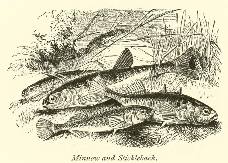 Minnow and Stickleback by English School