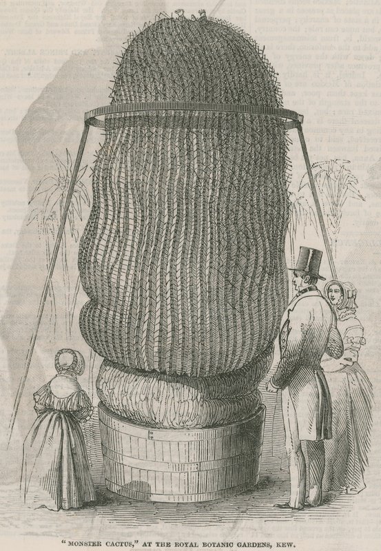 Monster Cactus at the Royal Botanic Gardens, Kew by English School