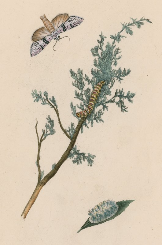 Moth, Caterpillar and Chrysalis by English School