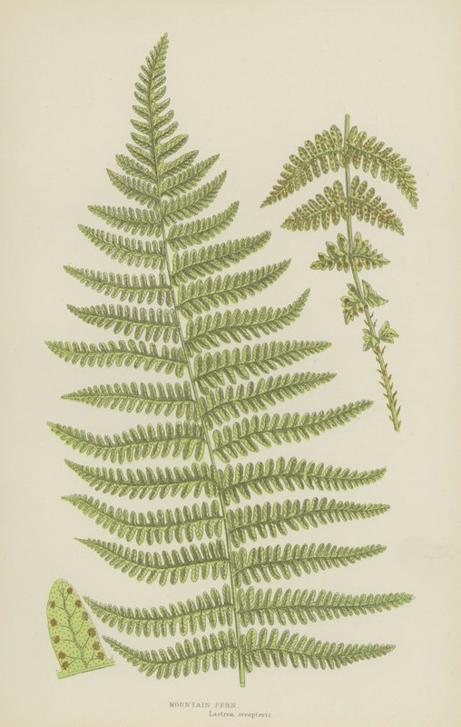 Mountain Fern by English School