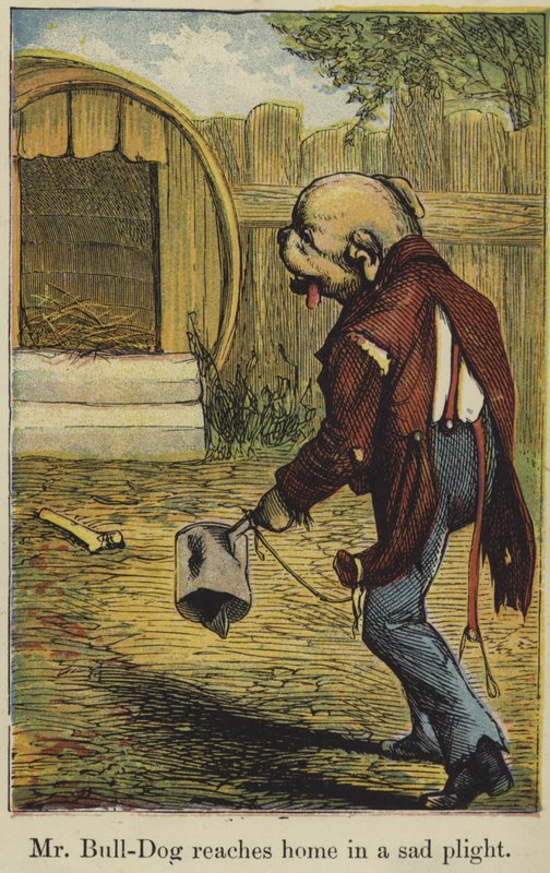 Mr. Bull-Dog Reaches Home in a Sad Plight by English School