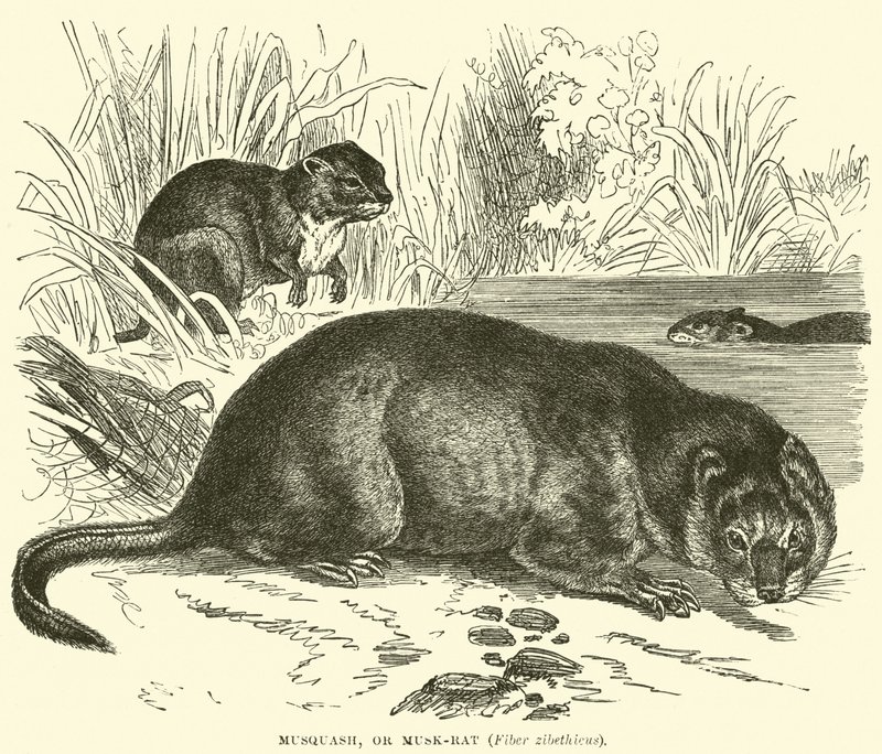 Musquash, or Musk-rat, Fiber zibethicus by English School