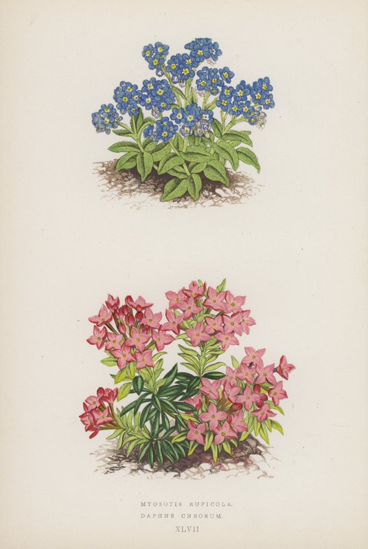 Myosotis Rupicola; Daphne Cneorum by English School