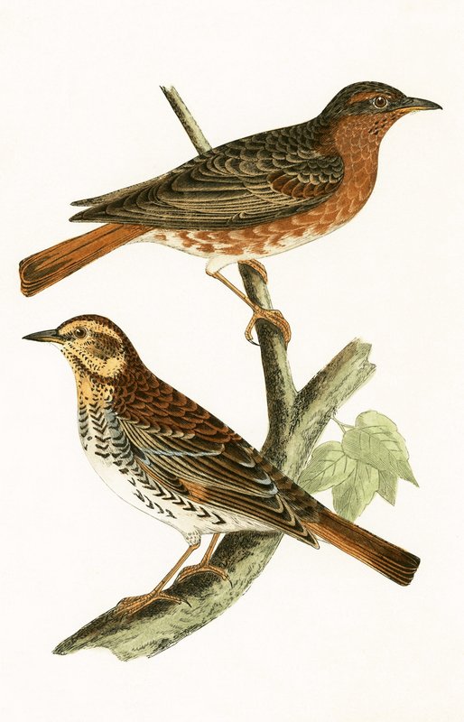 Naumann