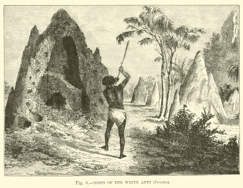 Nets of the White Ants, Termites by English School