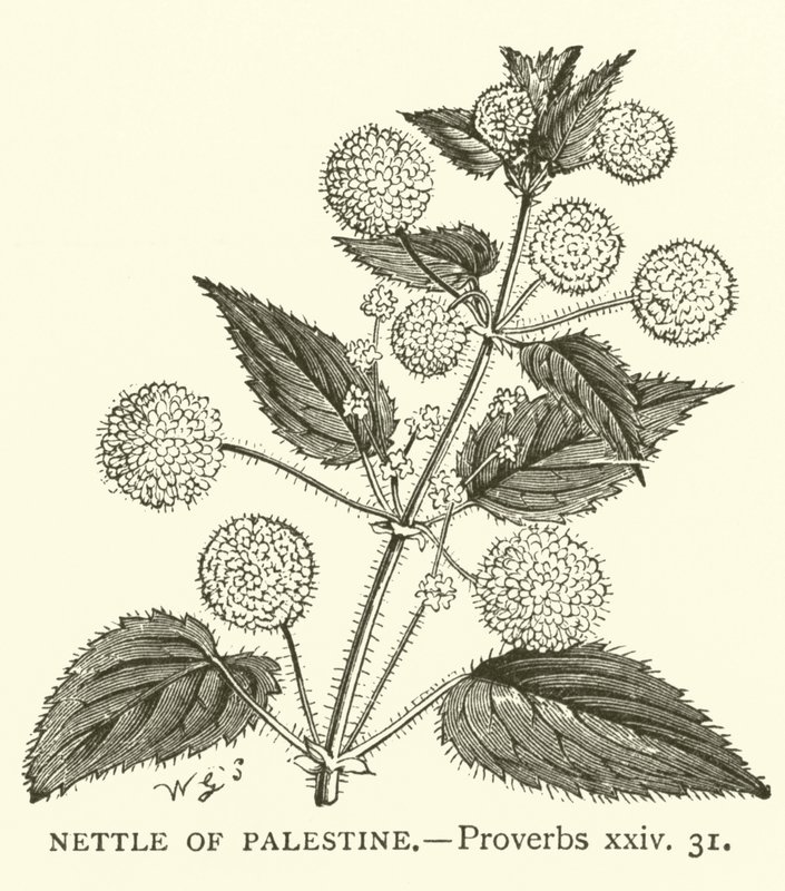 Nettle of Palestine, Proverbs, xxiv, 31 by English School