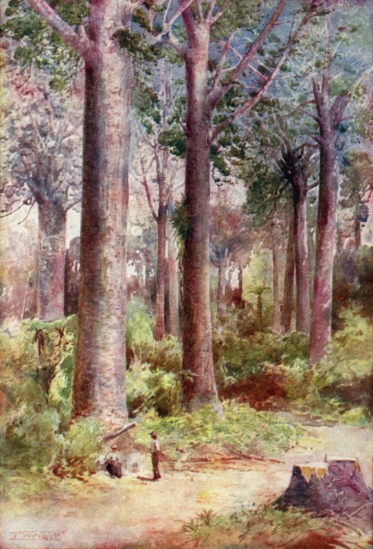Kauri, New Zealand by English School