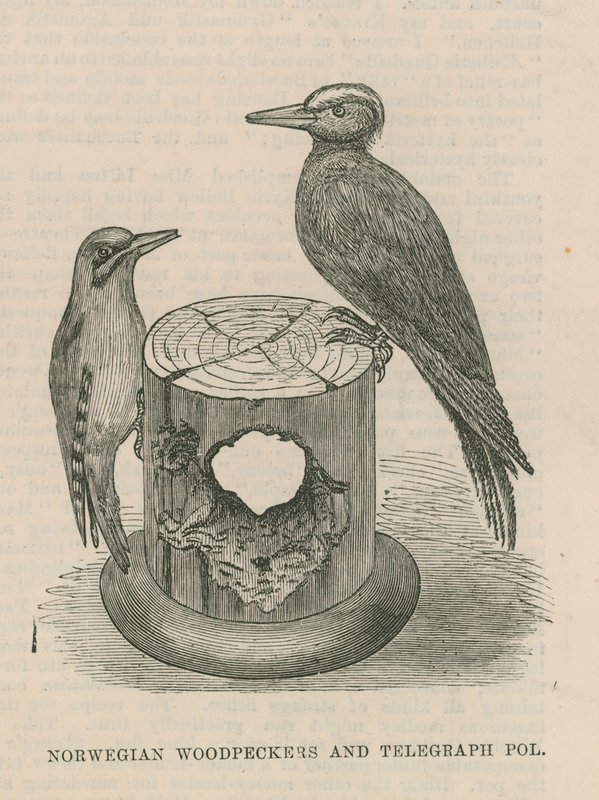 Norwegian Woodpeckers and Telegraph Pole by English School