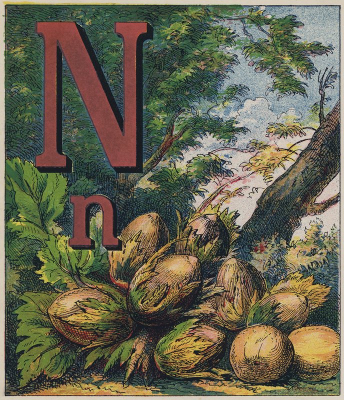 Nut by English School