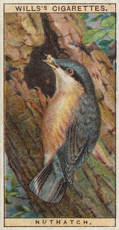 Nuthatch by English School