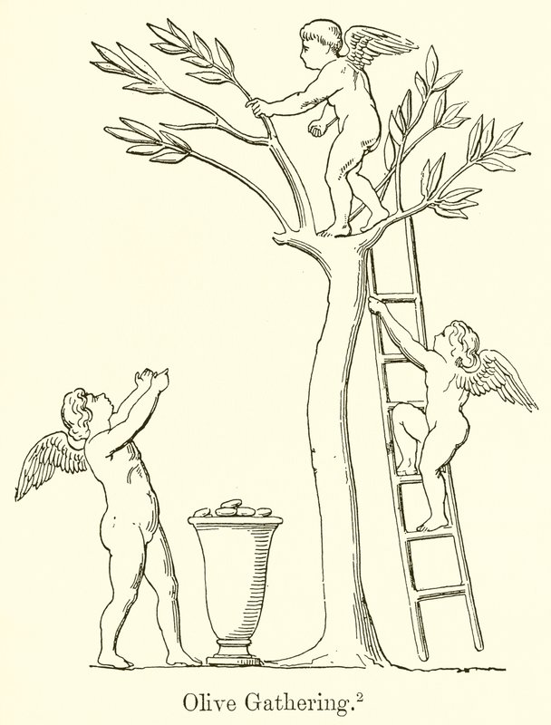Olive Gathering by English School