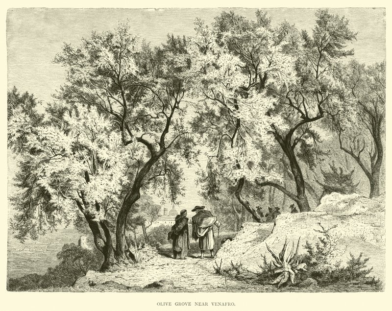 Olive Grove near Venafro by English School