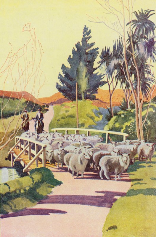 On a New Zealand Sheep Station by English School
