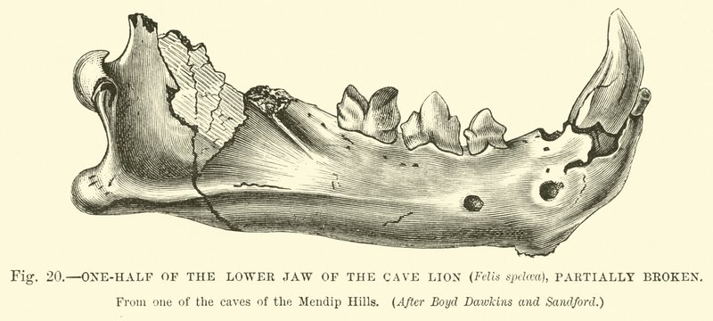 One-half of the Lower Jaw of the Cave Lion, Partially Broken by English School