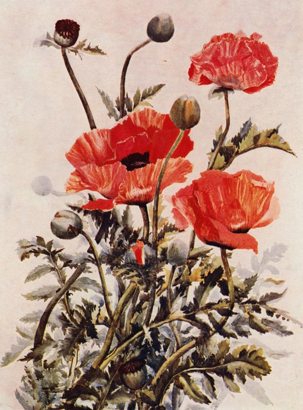 Oriental Poppies by English School