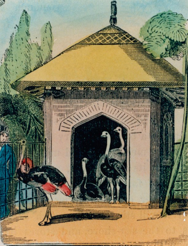 Ostrich and emu house at the London zoo. 1840s by English School