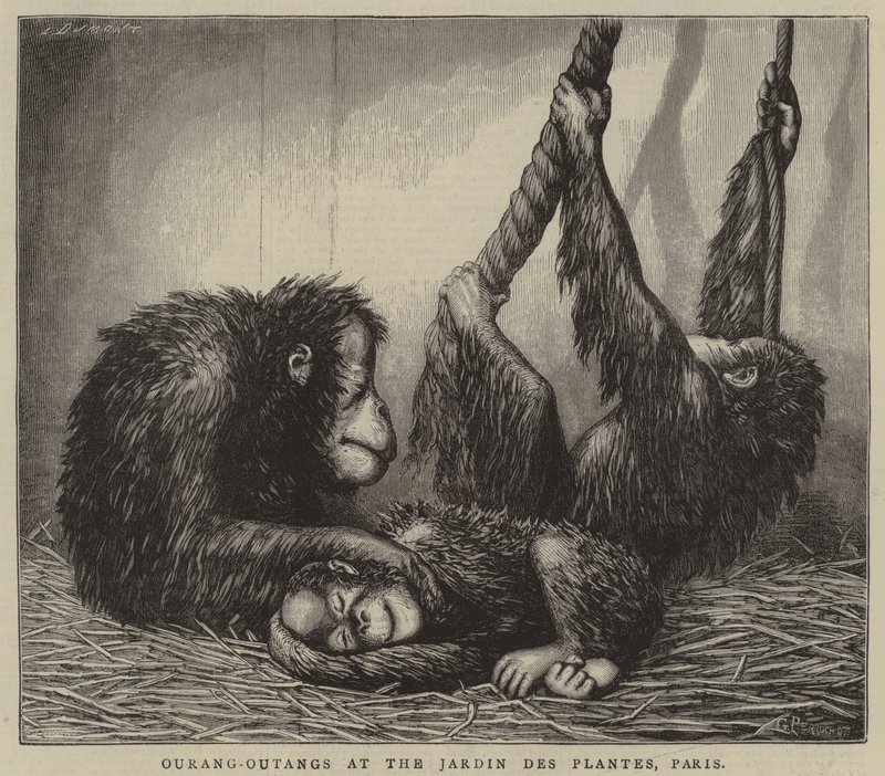 Orangutans at the Jardin des Plantes, Paris by English School