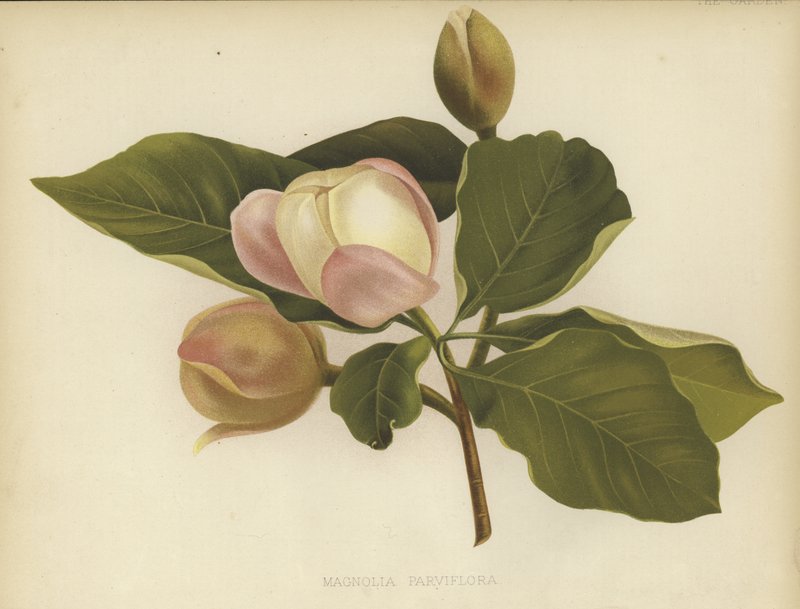 Oyama Magnolia by English School