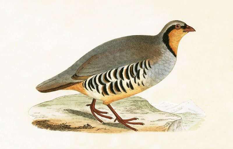 P Graeca, Var, illustration from 