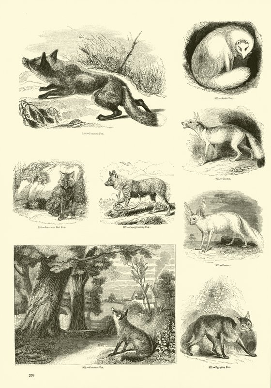 Page from The Pictorial Museum of Animated Nature by English School