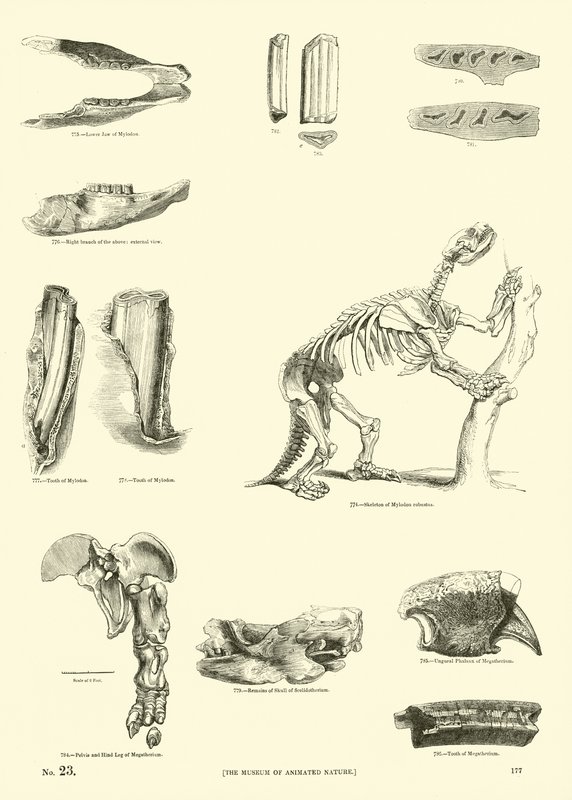 Page from The Pictorial Museum of Animated Nature by English School