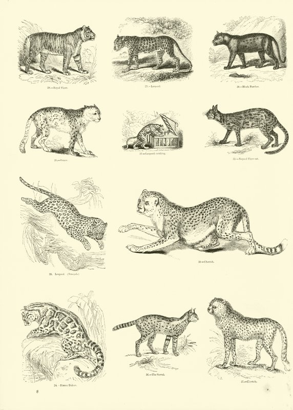 Page from The Pictorial Museum of Animated Nature by English School