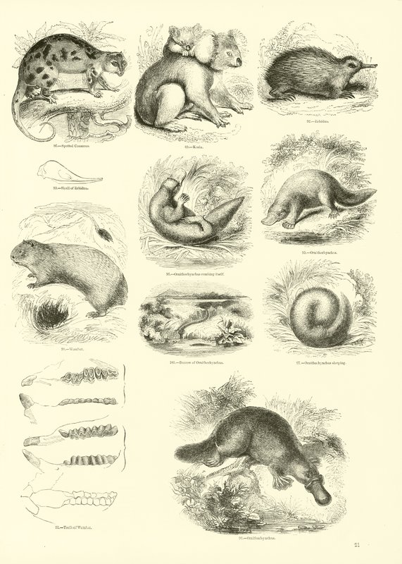 Page from The Pictorial Museum of Animated Nature by English School