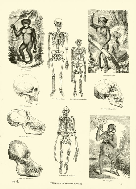 Page from The Pictorial Museum of Animated Nature by English School