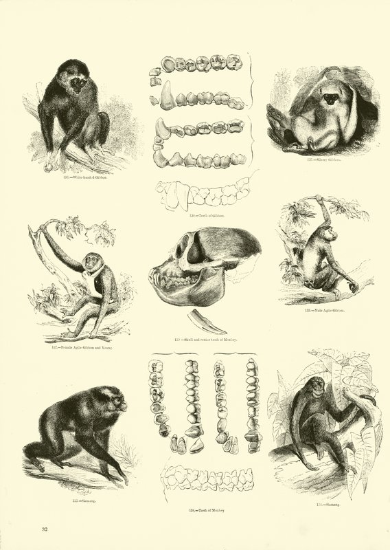 Page from The Pictorial Museum of Animated Nature by English School