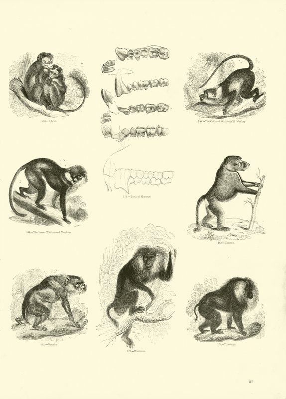 Page from The Pictorial Museum of Animated Nature by English School