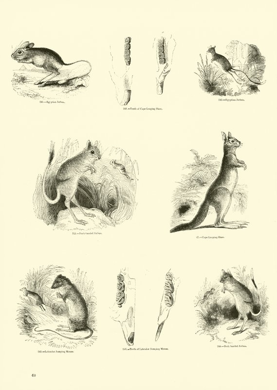 Page from The Pictorial Museum of Animated Nature by English School