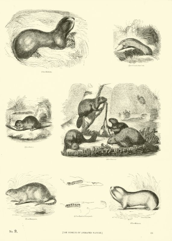 Page from The Pictorial Museum of Animated Nature by English School
