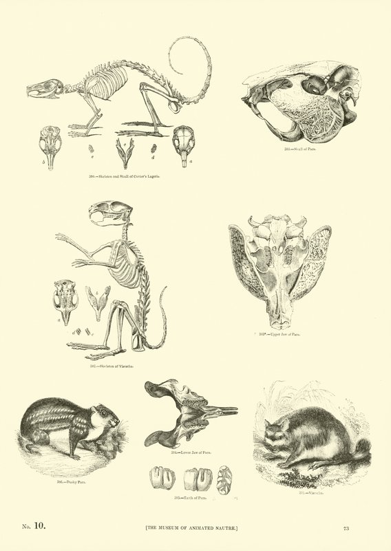 Page from The Pictorial Museum of Animated Nature by English School