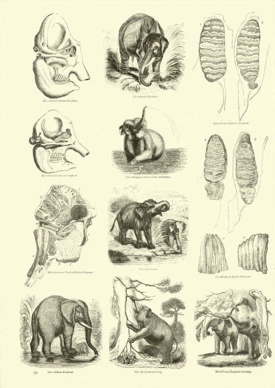 Page from The Pictorial Museum of Animated Nature by English School